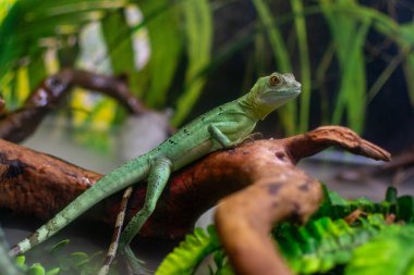 bir ağaç dalı yeşil kertenkele