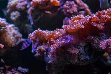 Akvaryumdaki deniz pembe mercanları.