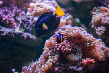 Akvaryumdaki deniz pembe mercanları.