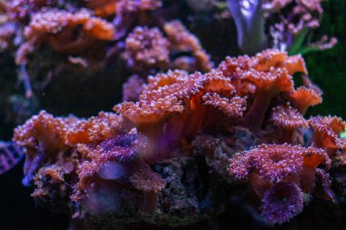 Akvaryumdaki deniz pembe mercanları.