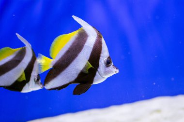 Akvaryumda egzotik çizgili balık