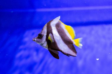Akvaryumda egzotik çizgili balık