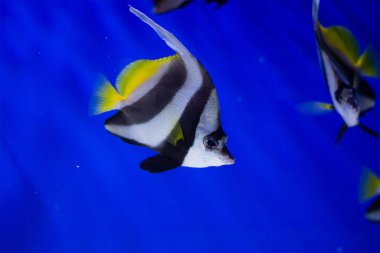 Akvaryumda egzotik çizgili balık