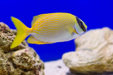 Akvaryumdaki egzotik sarı balık