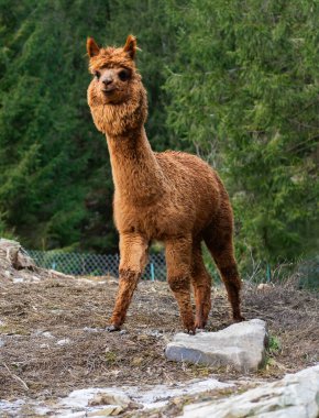 Eko parkında alpaka