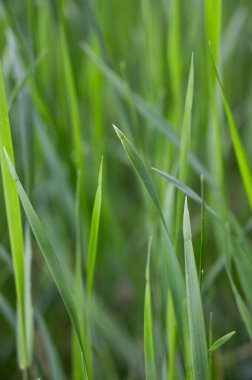Doğal homojen arka plan. Taze yeşil çimenler