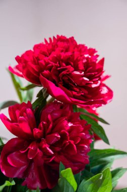 Vazoda pembe şakayıklar