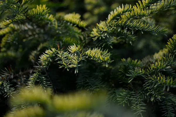 arkaplan, Noel ağacı dalları sarı ve sarı