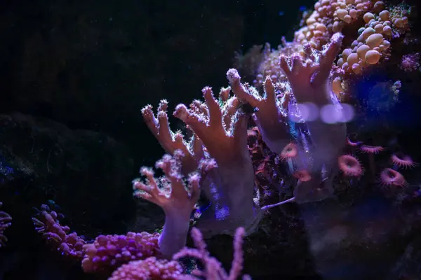 Akvaryumdaki deniz pembe mercanları.