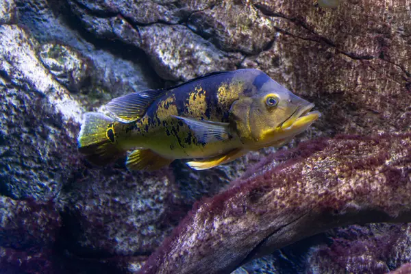 Akvaryumdaki egzotik balıklar