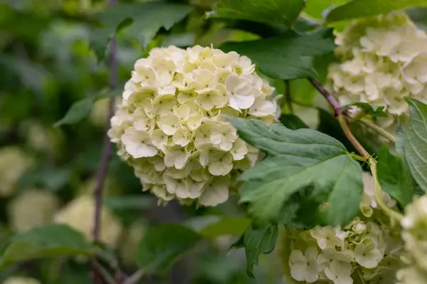 Çiçekli bir viburum ağacı. Çiçekler. Arka plan. Boşluğu kopyala