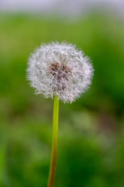Karahindiba bahçede çiçek açıyor. Karahindiba tohumları