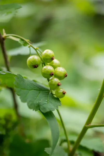 Olgunlaşmamış, yeşil üzümler çalıların üzerinde