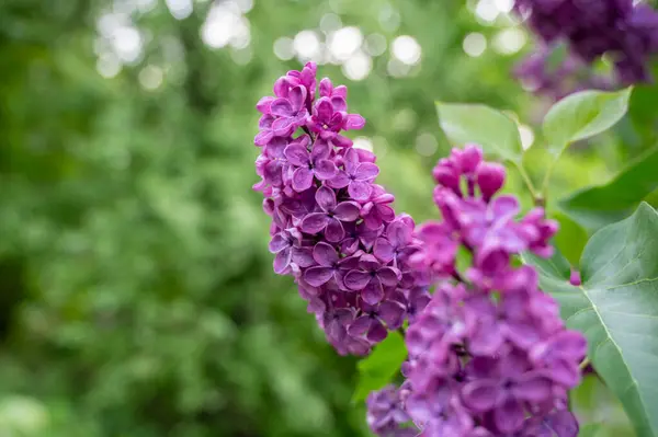 Mor leylak çiçekleri. Boşluğu kopyala