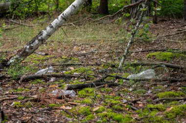 Çevre kirliliği kavramı. Ormandaki plastik şişe.