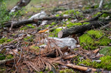 Çevre kirliliği kavramı. Ormandaki plastik şişe.