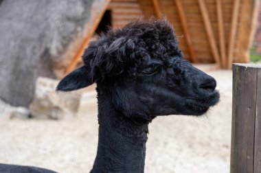 Hayvanat bahçesinde siyah bir alpaka.