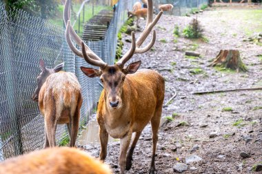 Çevre parkında geyik
