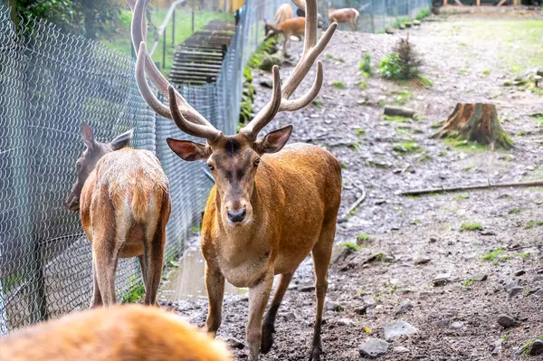 Çevre parkında geyik