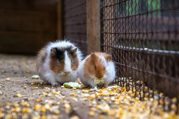 Kafesteki küçük şirin kobay faresi