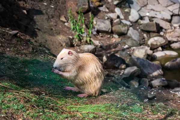 Taş üstünde tatlı kahverengi hamster.