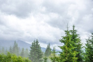Yeşil ağaçlı dağ vadisi. güzel doğa arkaplanı