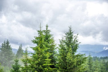 Yeşil ağaçlı dağ vadisi. güzel doğa arkaplanı