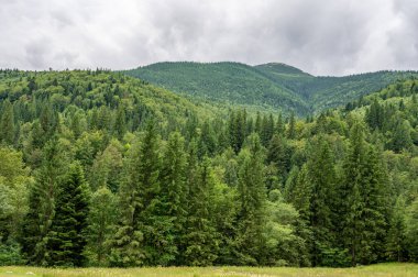 Yazın ormandaki güzel dağ manzarası