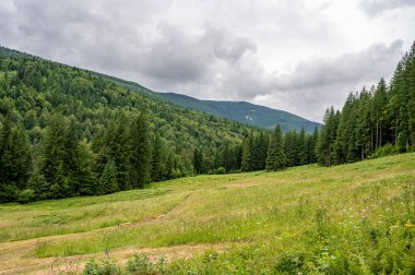 Dağlarda yeşil çayır.