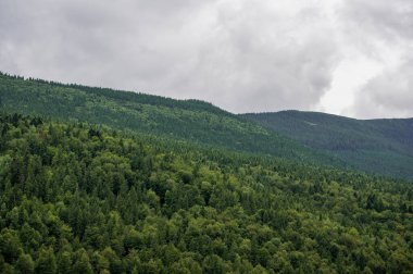 Yeşil ağaçlı dağ vadisi. güzel doğa arkaplanı