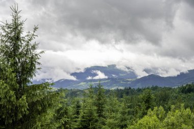 Bulutlu bir gökyüzünün arka planındaki dağ ormanı