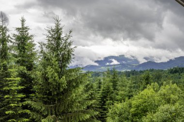 Bulutlu bir gökyüzünün arka planındaki dağ ormanı