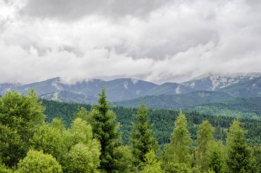 Yazın Ukrayna Karpatlarının yeşil dağları