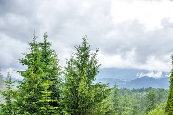 Yeşil ağaçlı dağ vadisi. güzel doğa arkaplanı