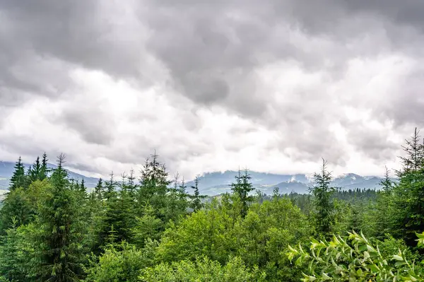 Yeşil ağaçlı dağ vadisi. güzel doğa arkaplanı
