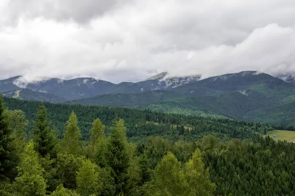 Bulutlu ve ağaçlı dağ ormanı