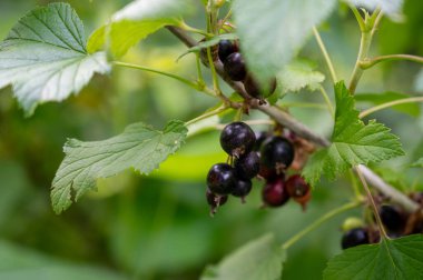 Bahçedeki bir dalda siyah frenk üzümü