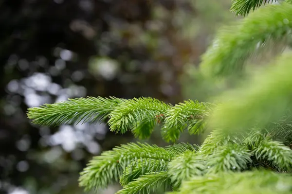 İğnelerle çam ağacının dalını kapatın. 