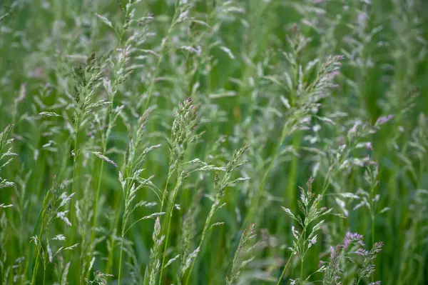 yeşil çimenler tarlada