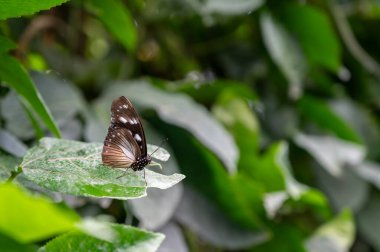 yeşil yaprak üzerinde oturan kelebek