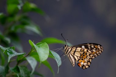 Yeşil yaprağın üzerindeki kelebeğe yaklaş.