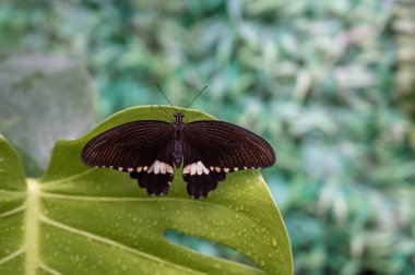 Yaprağın üzerinde siyah kelebek, yakın plan