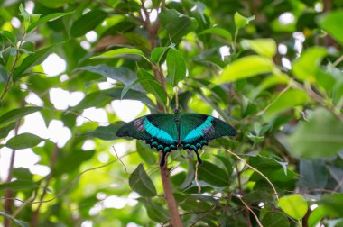 yaprak yeşil mavi kelebek