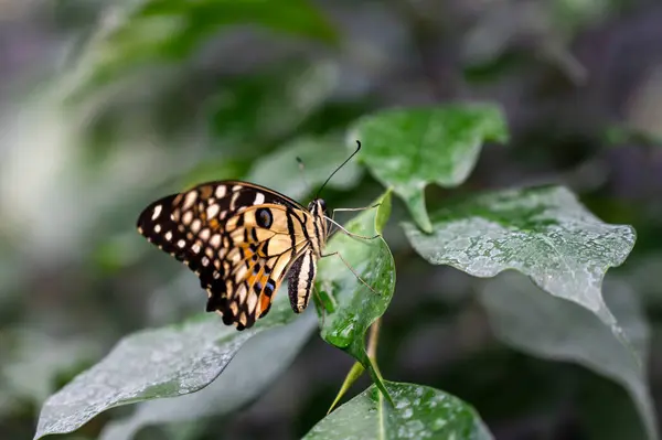 Yeşil yaprağın üzerindeki kelebeğe yaklaş.