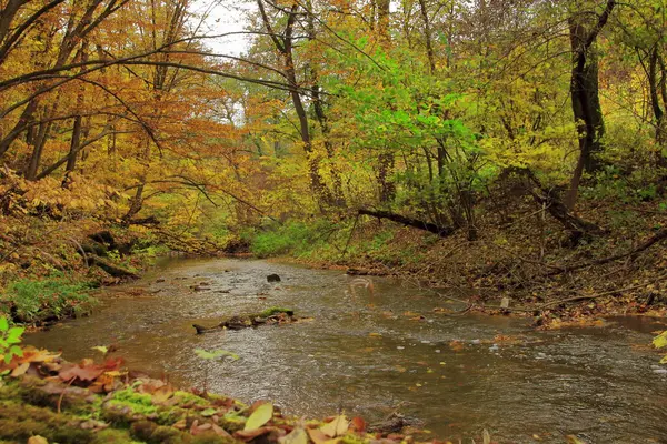 Sonbahar boyunca sakin bir orman sahnesi, canlı sarı, turuncu ve yeşil yapraklarla çevrili yumuşak bir dere. Mevsimsel ve peyzaj temalı kavramlar için mükemmel huzurlu ve pitoresk bir doğal ortam..