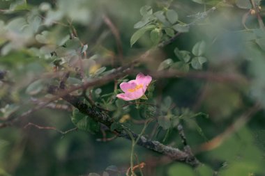 Yeşil yapraklarla çevrili vahşi pembe çiçek, doğal güzelliği ve ekolojik temaları vurguluyor, rüya gibi bir görünüm için yumuşak odaklı arka plan.