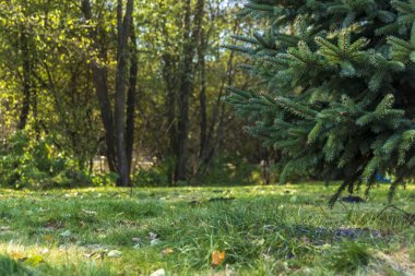 Parlak güneş ışığı altında yemyeşil çimenler ve yüksek ağaçlarla dolu, dingin bir ormanın olduğu sakin bir yer..