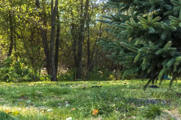 Parlak güneş ışığı altında yemyeşil çimenler ve yüksek ağaçlarla dolu, dingin bir ormanın olduğu sakin bir yer..