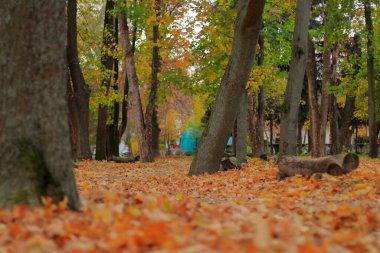 Parlak sonbahar yaprakları orman zeminini kaplıyor, yüksek ağaçlarla çevrili, dingin ve doğal bir ortamda mevsimsel renkler yayıyor, düşüşün güzelliğini yakalıyor..