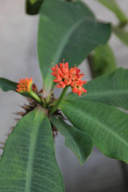 Güzel botanik fotoğrafı, doğal duvar kağıdı.